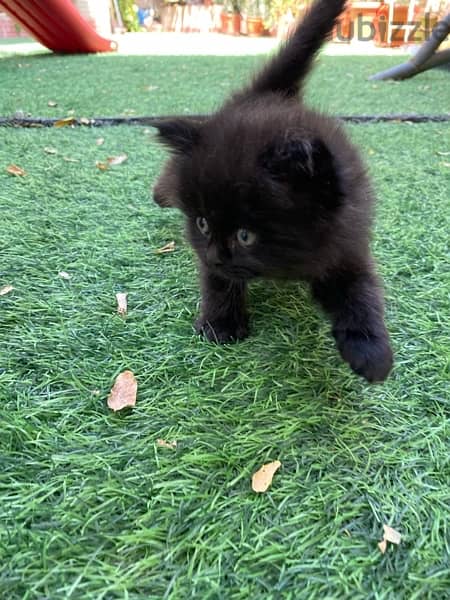 mix breed kitten (Scottish fold and British short hair) قطة سوداء مكس 11