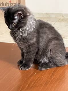An Angora Turkish kitten