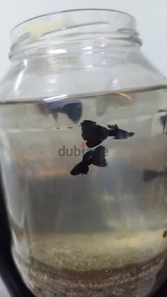 full black colour guppy available