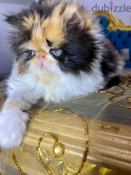 Persian 3 months imported biki face 5