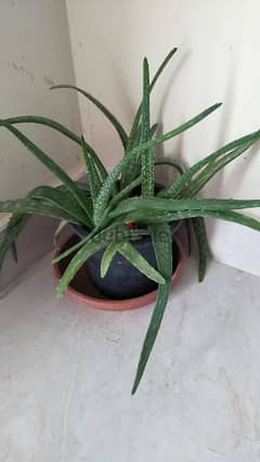 Aloe Vera plants 0