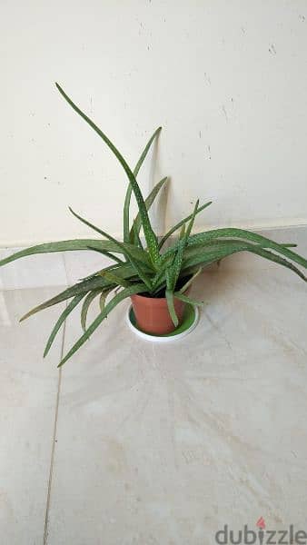 Aloe Vera plants 1