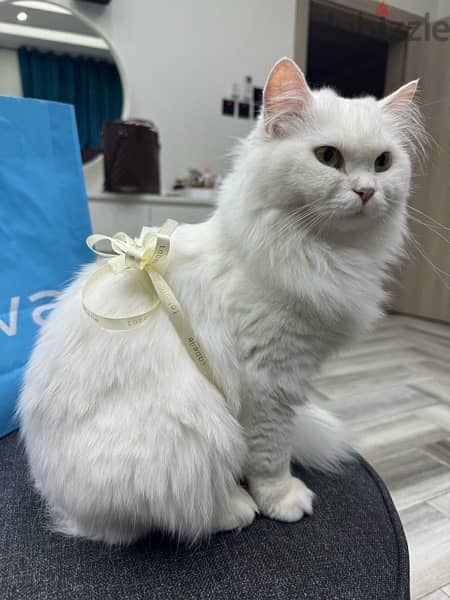 persian turkish female cat قطة شيرازي تركي هجين للبيع 2