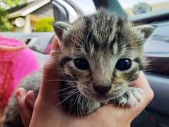 kitten for adoption 0
