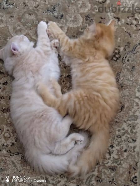 ١٥ ريال قطط ذكور شيرازي تركي عمر ٣ شهور بالسعادة الشمالية 3