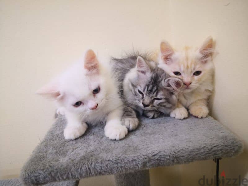 5 cats Persian and Turkish angora mix breed for sale 4