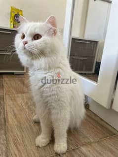 male Persian for selling