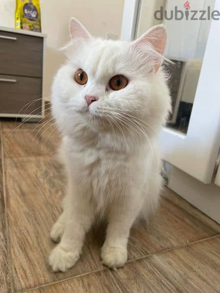 male Persian for selling 1