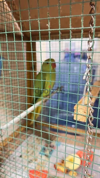 parrot 4