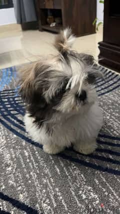 High Breed Quality short Shih Tzu 4 months old puppy with certificate.