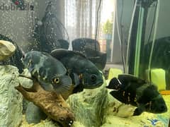 5 oscar fishes for sale 0