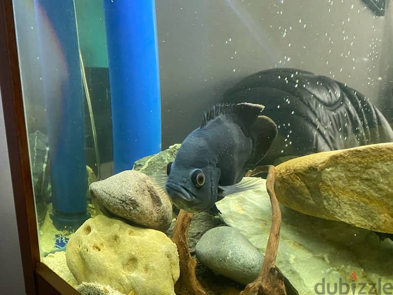 5 oscar fishes for sale 1