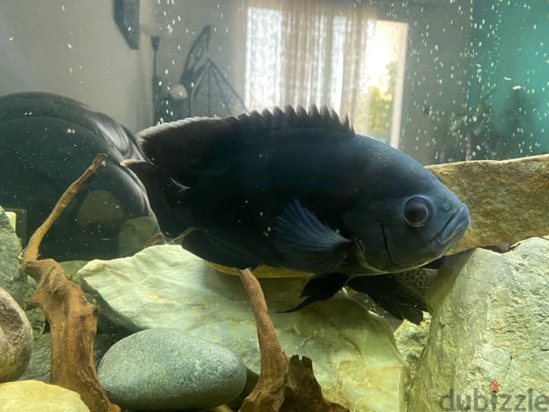 5 oscar fishes for sale 2