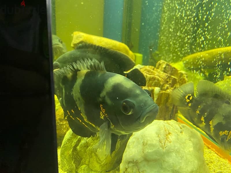 5 oscar fishes for sale 6
