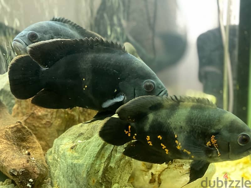 5 oscar fishes for sale 7