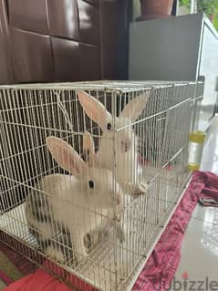 Rabbits 0