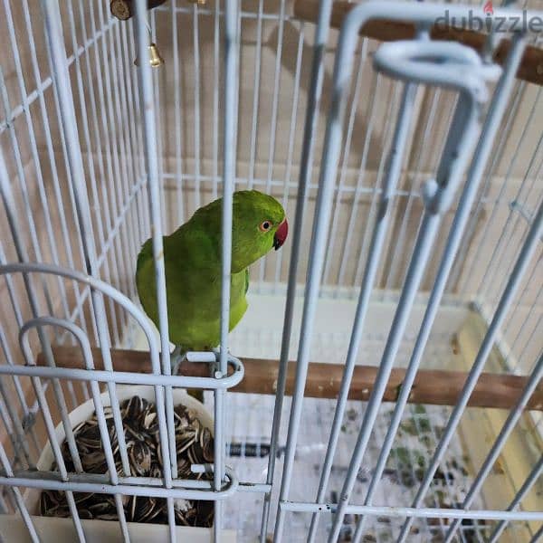 Parrot with cargo for sale 1