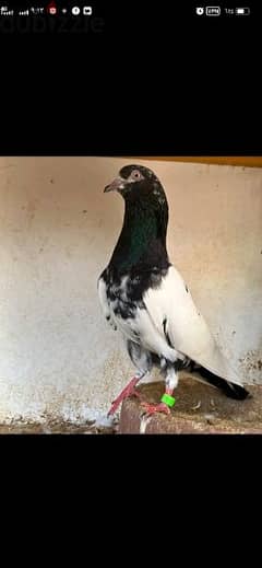 Pakistani Teddy pigeon for sale 0