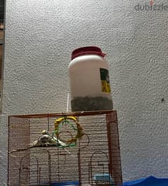 2 adult budgie bird’s for sale with cage and one kilogram of bird food