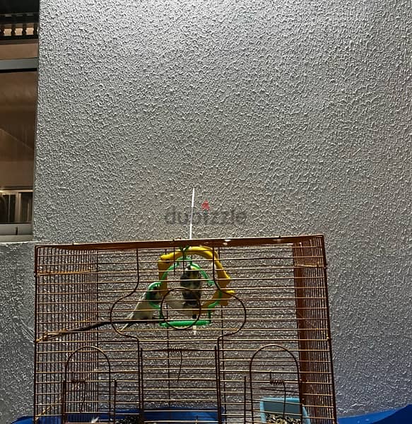 2 adult budgie bird’s for sale with cage and one kilogram of bird food 1