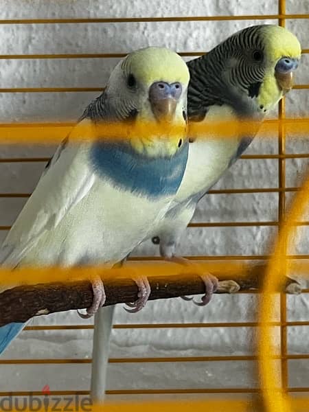 2 adult budgie bird’s for sale with cage and one kilogram of bird food 2