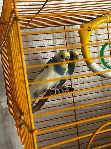 2 adult budgie bird’s for sale with cage and one kilogram of bird food 3