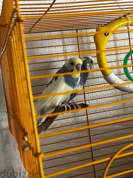 2 adult budgie bird’s for sale with cage and one kilogram of bird food 4