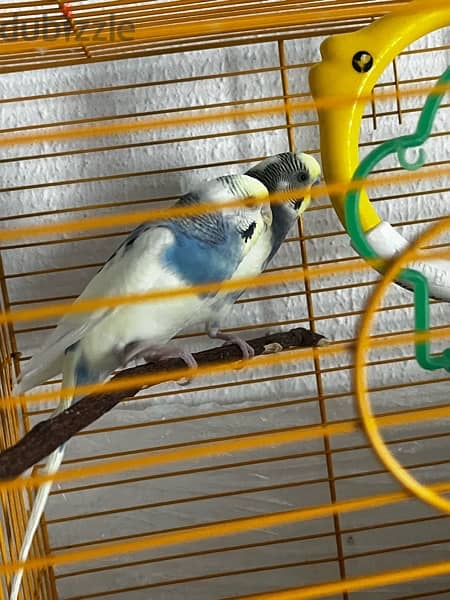 2 adult budgie bird’s for sale with cage and one kilogram of bird food 6