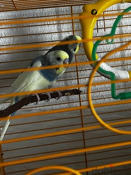 2 adult budgie bird’s for sale with cage and one kilogram of bird food 7