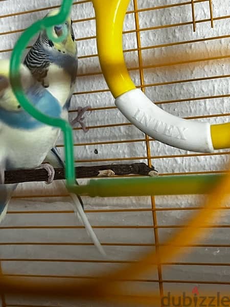 2 adult budgie bird’s for sale with cage and one kilogram of bird food 8