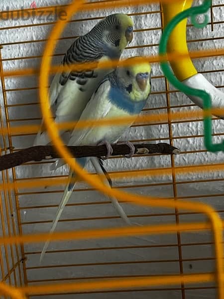 2 adult budgie bird’s for sale with cage and one kilogram of bird food 9