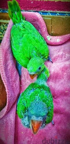 parrot babies for sale فروخ ببغاء للبيع