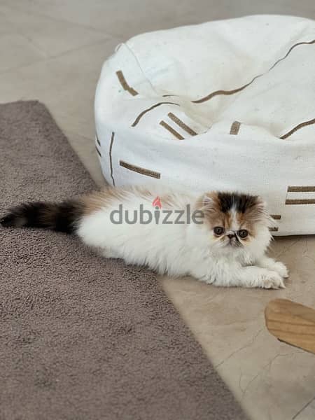 Persian 3 months imported biki face 8