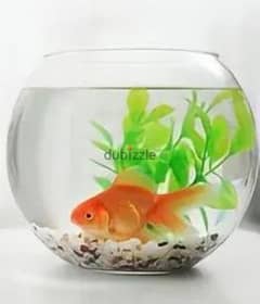 Transparent Fish Pot. . 0