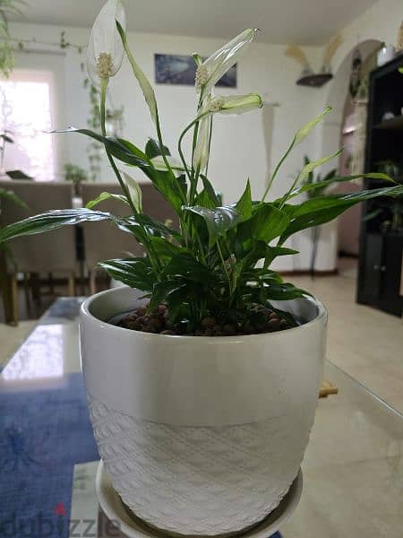 healthy indoor plants for urgent sale 1