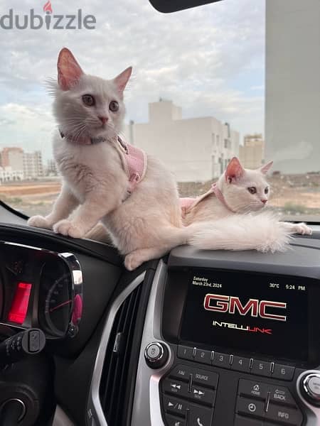 Persian cats 1
