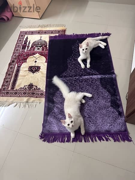 Persian cats 4