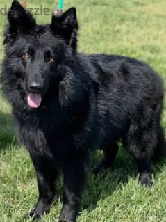 Gsd king size for sell , 3  years old