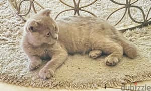 Scottish fold male pure breed 3 months old