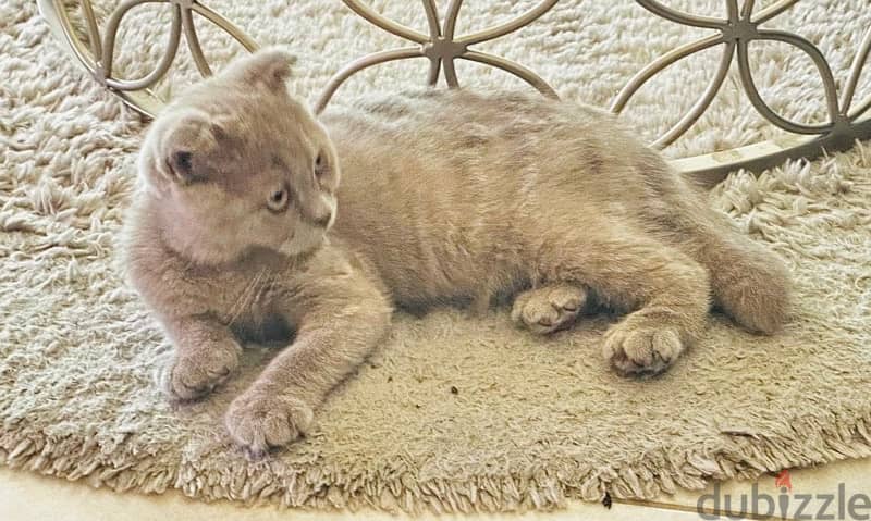 Scottish fold male pure breed 3 months old 0