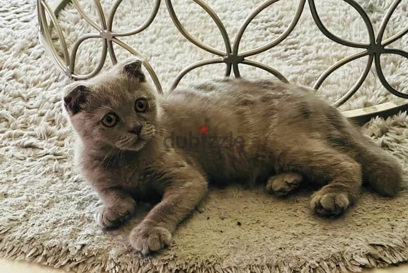 Scottish fold male pure breed 3 months old 1