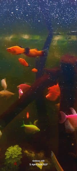Red And Black Platty Fish For Sale 1
