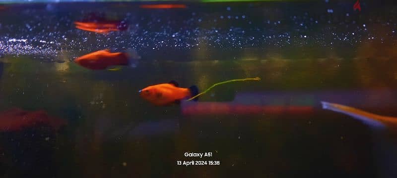 Red And Black Platty Fish For Sale 3