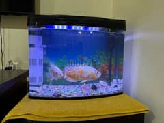 pair Oscar with fish tank for sale 0