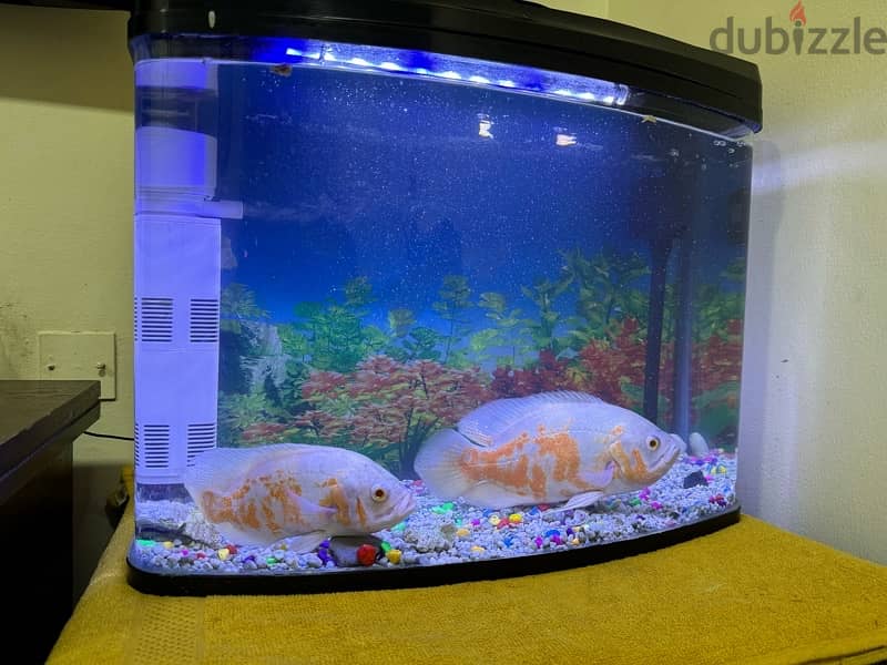 pair Oscar with fish tank for sale 1