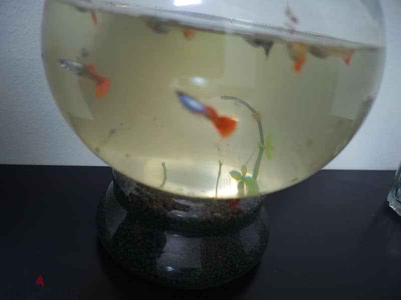 guppy very nice colour available 2
