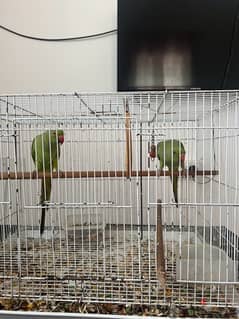 parrots for sale 0