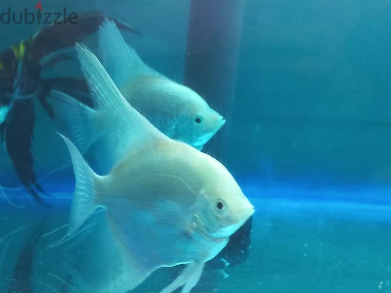 Angelfish babys 3pc 1riyal Breeding pair available 9