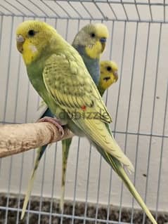 Three beautiful budgies. One male and two females with cage.