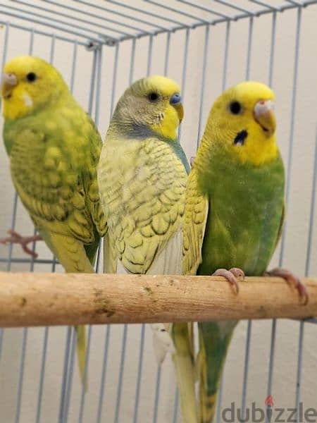 Three beautiful budgies. One male and two females with cage. 1